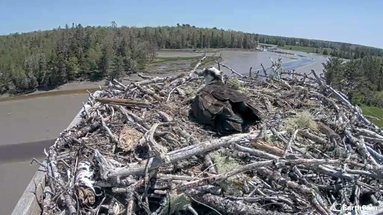 Osprey sitting in nest